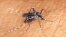 El Aedes albopictus o mosquito tigre asiático.