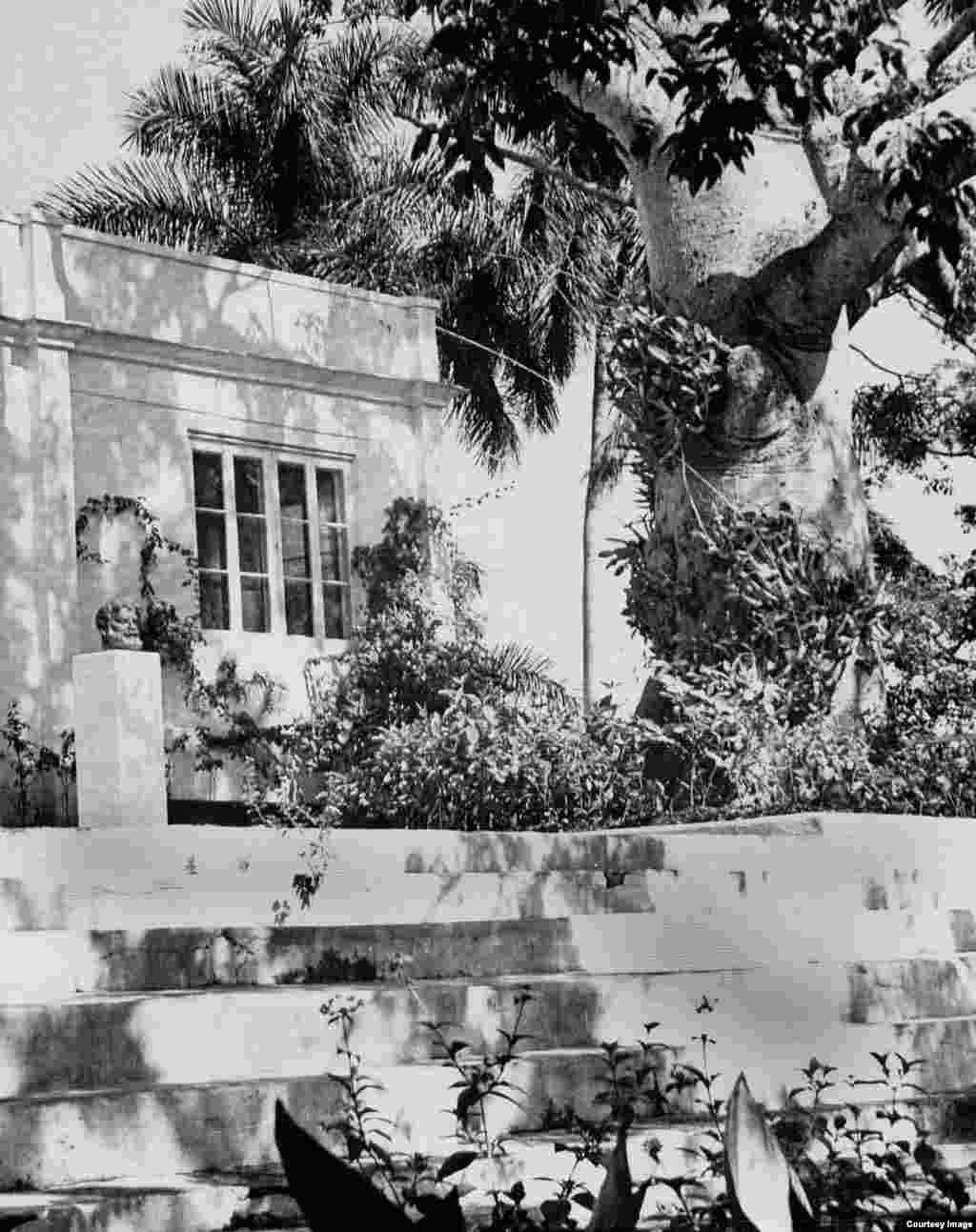 Ceiba de la Finca Vigía, foto de 1960.
