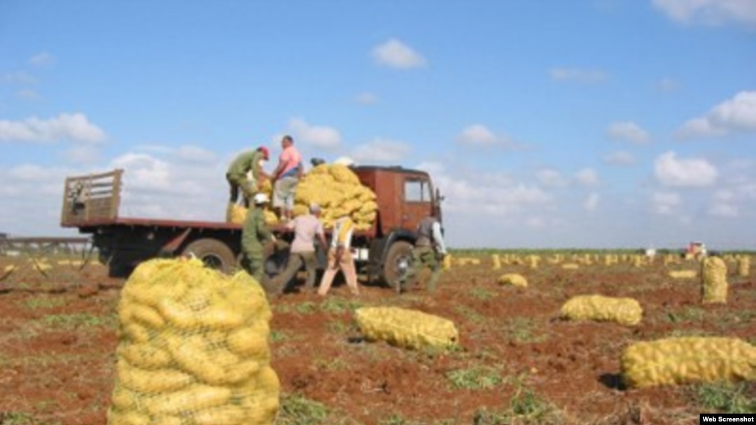 Cosecha de Papa en Cuba 2014