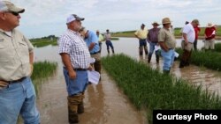 Agricultores inspeccionan un campo de arroz en Arkansas. Foto: uacescomm.