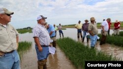 Agricultores inspeccinan un campo de arroz en Arkansas. Foto: uacescomm.