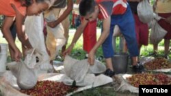 Reporta Cuba estudiantes recogen café en Cuba 
