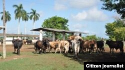 Campos alrededor de La Sierpe en Sancti Spíritus 