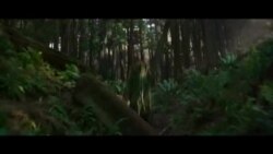 De "Peter Pan" a "A Wrinkle in Time"