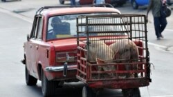 Confiscan cerdos criados en la ciudad de Santiago de Cuba