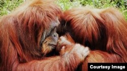 Pareja de orangutanes. Abocar: besarse en los labios.