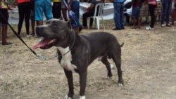 Comentan sobre alta población de perros callejeros en Cuba