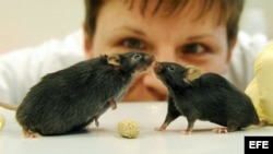 Una investigadora observa dos ratones de laboratorio, uno de ellos con síntomas de obesidad.