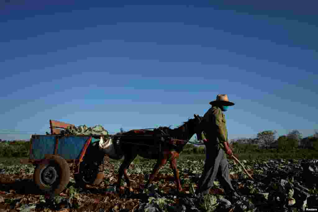 En el campo el trabajo no se ha paralizado del todo. En la foto el campesino Luis Plutin recoge coles en Santiago de las Vegas. La Habana.