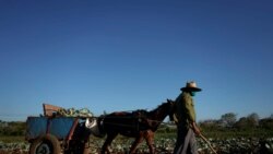 Aumenta la escasez de los productos del campo en Cuba