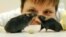 Una investigadora observa dos ratones de laboratorio, uno de ellos con síntomas de obesidad.