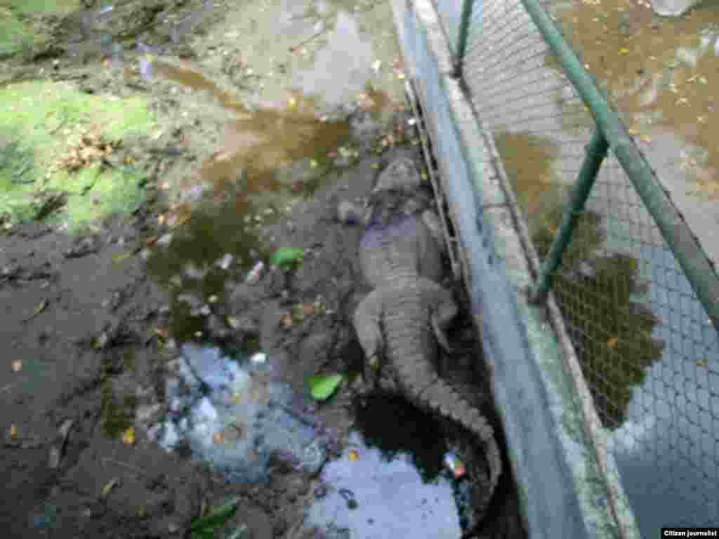 Zoológico de La Habana Foto de Billy Joe Landa.