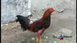 Proliferan vallas clandestinas para peleas de gallos en Cuba