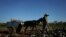 Un campesino recoge coles en una finca de Santiago de las Vegas, en La Habana. (REUTERS/Alexandre Meneghini/Archivo)