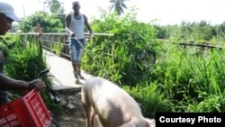 Niní y su cerdo, listo para la monta/ Cortesía Misceláneas de Cuba.