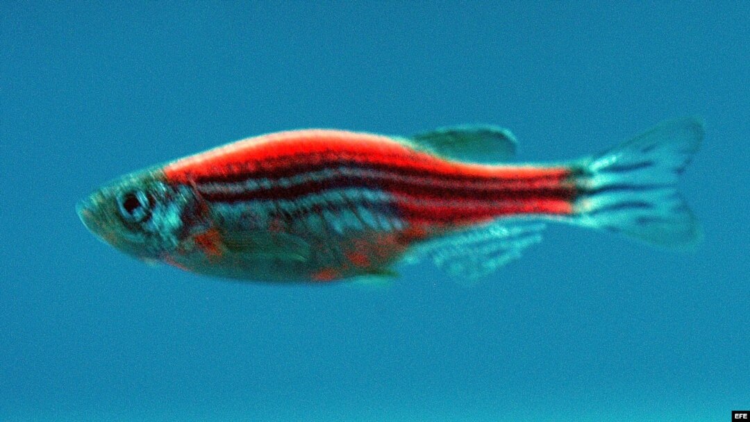 Pez cebra. Foto de archivo