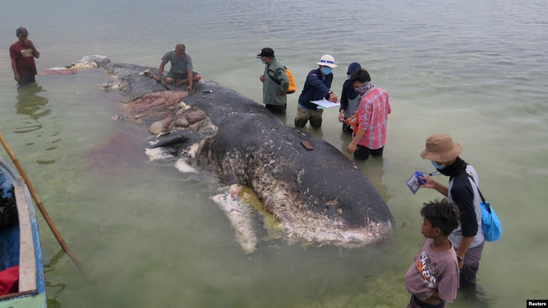 Ballena encontrada en Indonesia 