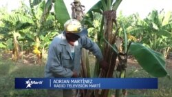 Info Martí | Campesinos cubanos piden protección al gobierno 