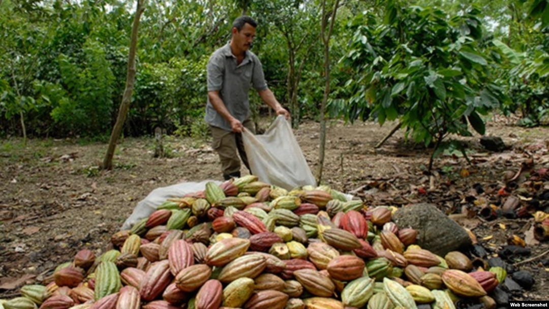 Cosecha de cacao en el muncipio de Baracoa, provincia de Guantánamo.