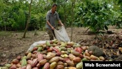 Cosecha de cacao en el muncipio de Baracoa, provincia de Guantánamo.