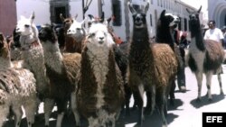 La llama, la alpaca, la vicuña, y el guanaco.