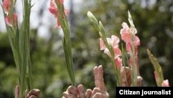 Reporta Cuba Gladiolos