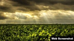 Cultivo de frijoles en Campo Florido, Cuba. (Captura de imagen/GestioPolis)