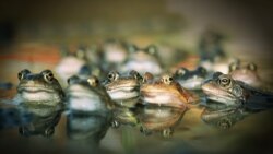 La serenata de las ranas