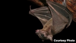 El murciélago, que se come al cocuyo, y no la luz (José Martí)