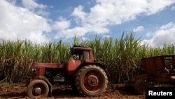 Imagen de un cañaveral en Cuba (Archivo)