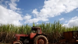 Info Martí | Inicia la “peor” zafra azucarera en Cuba