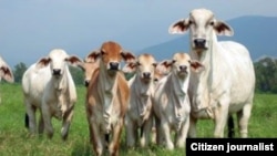 Reporta Cuba Vacas 