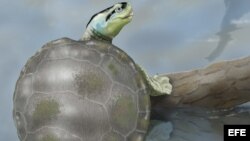 Científicos descubren en Portugal una tortuga Jurásica