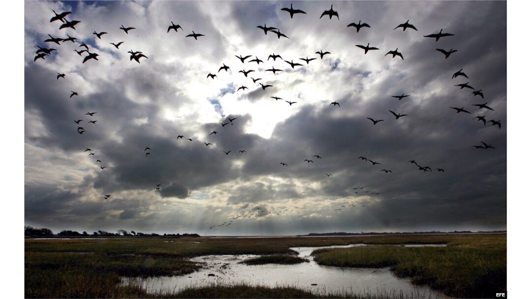 Una bandada de aves migratorias.