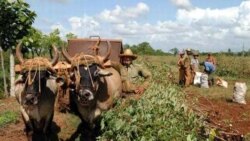 Campesinos cubanos advierten sobre las críticas condiciones que enfrentan para producir.