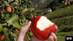 Manzanas modificadas genéticamente.