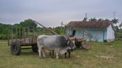 Alborada Guajira