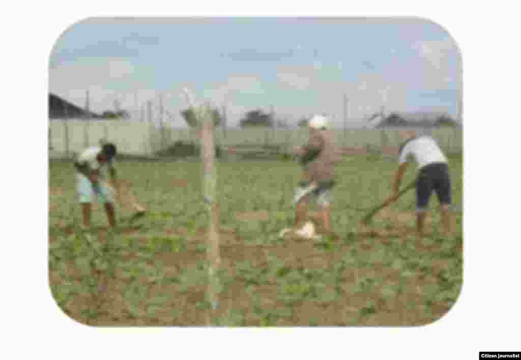 Niños trabajando Reporta Cuba foto de Leodán Suárez 
