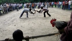 Peleas de gallos en Cuba