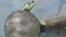 Científicos descubren en Portugal una tortuga Jurásica
