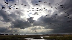 Las aves en el folklore y la magia de Cuba