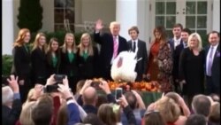 Trump indulta dos pavos en tradicional gesto por Día de Acción de Gracias