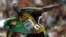 El atleta jamaicano Usain Bolt tras imponerse en la final de los 100m masculinos de los Mundiales de Atletismo Moscú 2013.