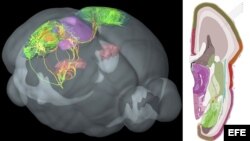 Científicos presentan mapa con las conexiones del cerebro humano. 