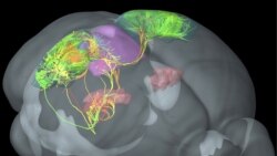 "Los cuatro acuerdos" de Miguel Ruiz