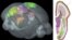 Científicos presentan mapa con las conexiones del cerebro humano. 