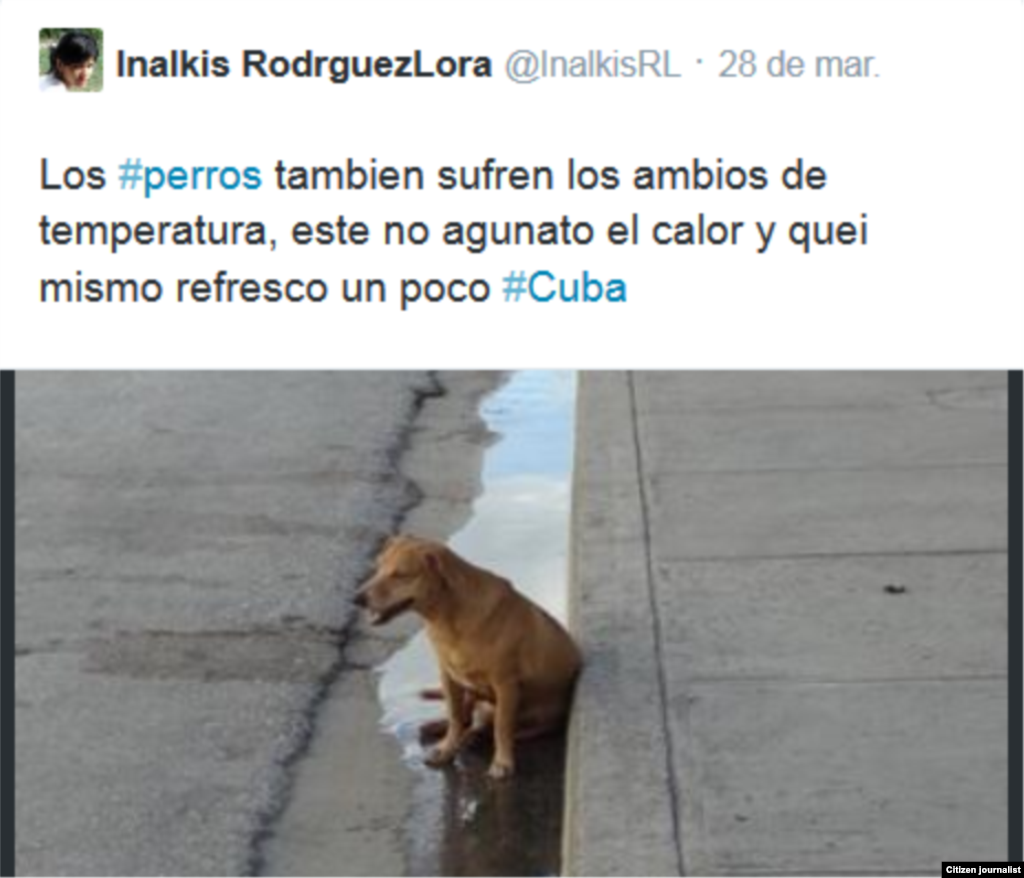 fauna cubana @inalkisRL