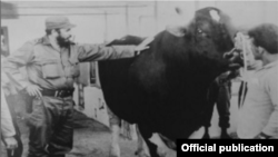  Fidel Castro en el Centro de Inseminación Artificial Rosafé Signet, en San José de las Lajas.