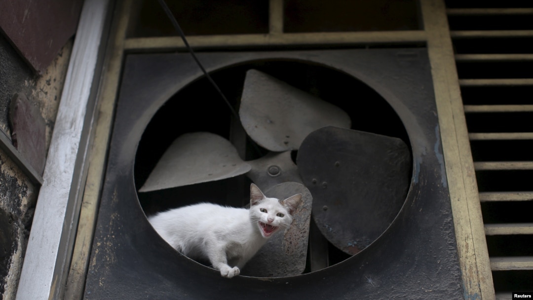 Un gato de la calle en La Habana, en una foto de febrero del 2016.