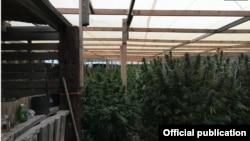 Ocultas bajo un gran toldo, cerca de 300 plantas adultas de marihuana fueron halladas en una casa del condado Pueblo, Colorado